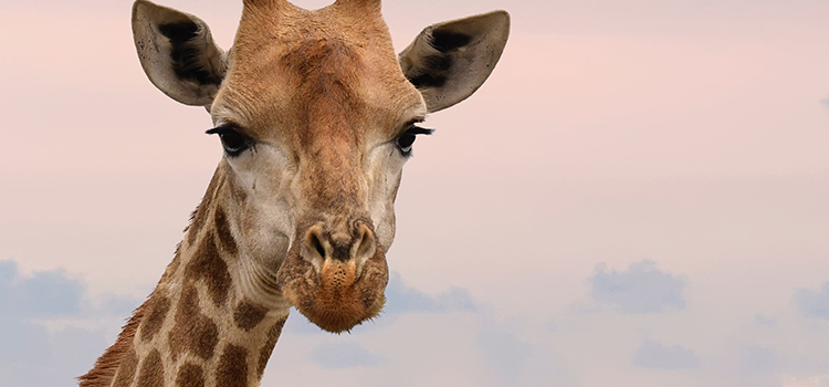 image du cou d'une giraffe pour illustrer un article sur le torticolis
